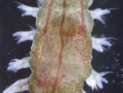 Larva de un gusano marino con ojos de dos células cada uno.