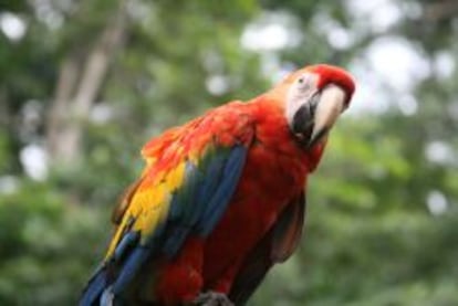 Guacamayo.