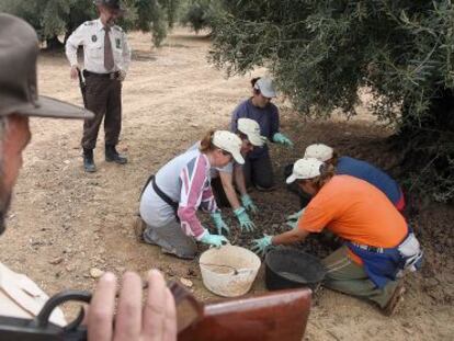 Guardas forestales vigilan la recogida de aceituna en C&oacute;rdoba.