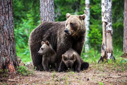 Osos en la región de Karelia, en la frontera entre Finlandia y Rusia.