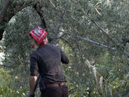 Un grupo de agricultores, durante la recolección de la aceituna en Jaén.