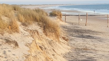 Carrizos autóctonos en las dunas a las puertas de Doñana.