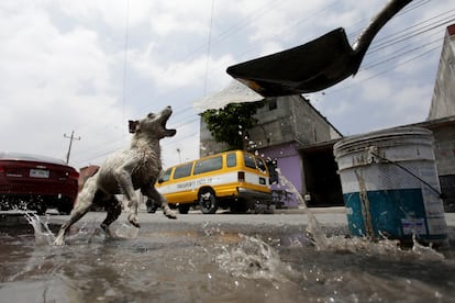Un perro juega con el agua que está siendo recolectada de un charco para su uso, en la ciudad de Escobedo, el 21 de abril de 2022.