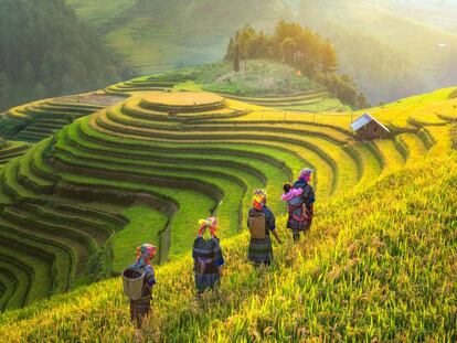 Campos de arroz en Sapa, al norte de Vietnam. 