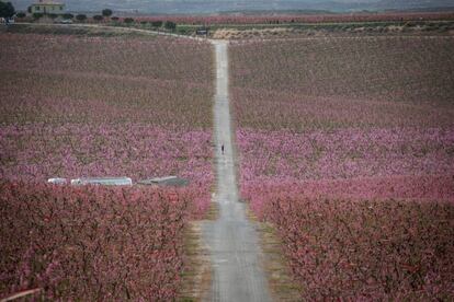 Camps de presseguers florits a Aitona (Lleida).