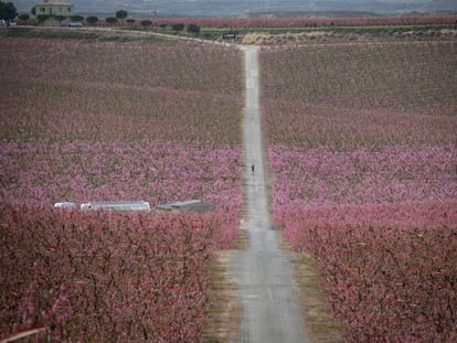 Camps de presseguers florits a Aitona (Lleida).