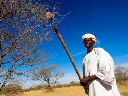 Un agricultor sudanés sostiene con un palo un trozo de savia de una acacia con la que se elabora la goma arábiga.