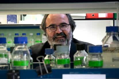 El investigador del CSIC Lluís Montoliu fotografiado en un laboratorio en octubre de 2021.