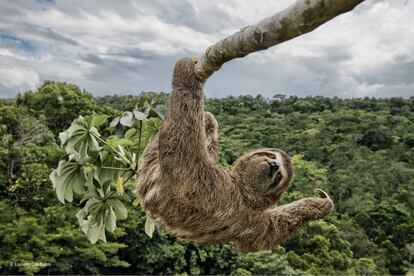 Luciano Candisani tuvo que escalar un ¨¢rbol yagrumo en la selva atl¨¢ntica protegida del sur de Bah¨ªa, en Brasil, para retratar a este perezoso a la altura de sus ojos. A estos animales les gusta alimentarse de las hojas de estos ¨¢rboles, por los que a menudo se los ve en esta situaci¨®n.