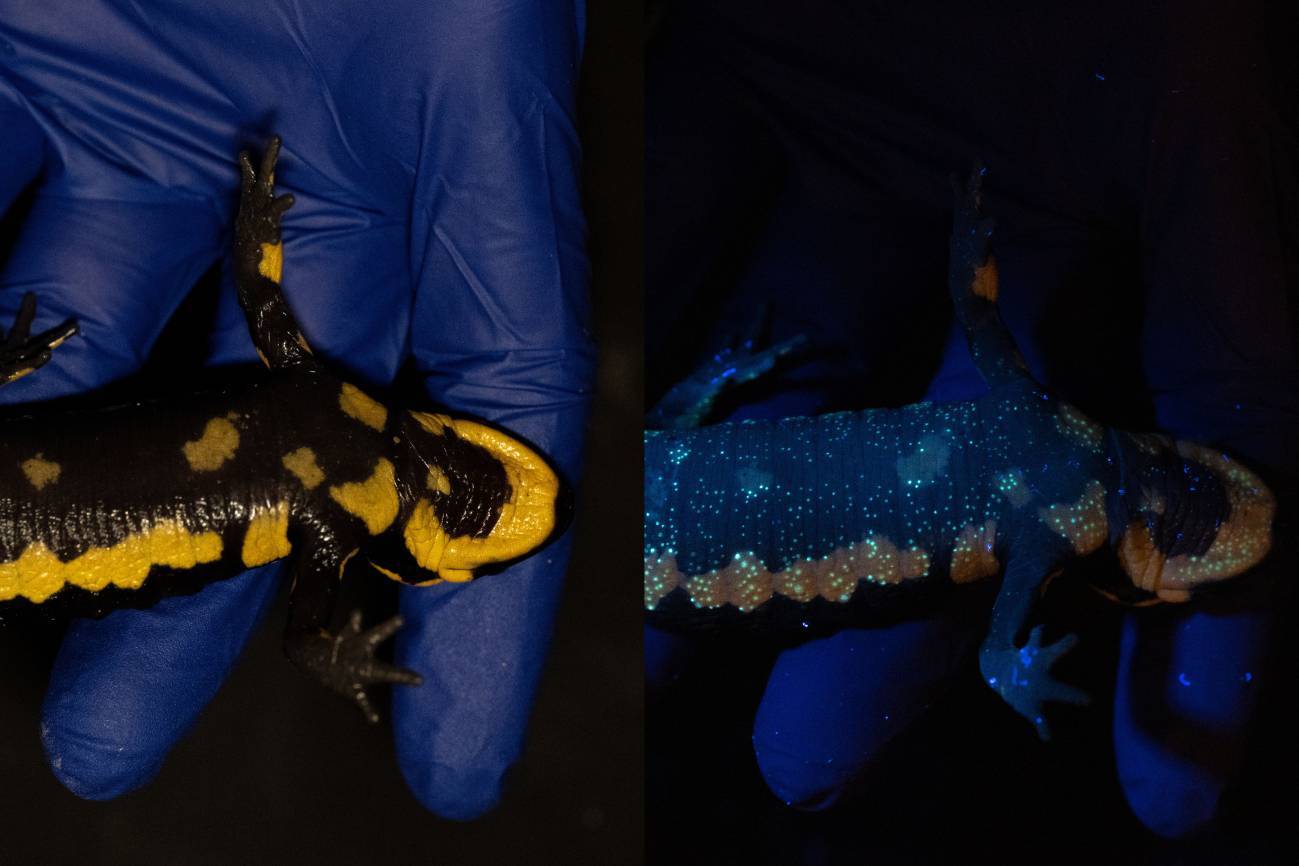 Dos imágenes de una salamandra, al natural y mostrando la biofluorescencia con rayos ultravioleta.