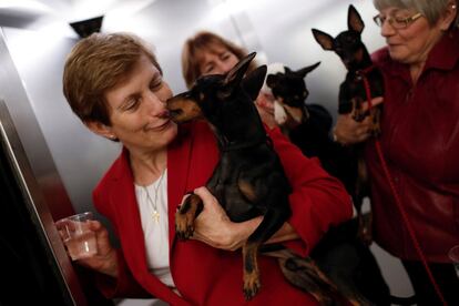 Un perro de la raza Toy Manchester Terrier lame a su cuidadora, en el interior de un ascensor del Hotel Pensilvania, en la zona de Manhattan, donde se hospedan.