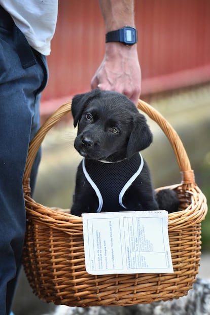 Un perro con la hoja de votación del referéndum en Glasgow.