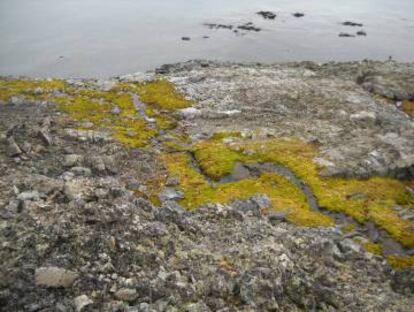 Los musgos frágiles y las comunidades de líquenes de la Antártida son vulnerables a la invasión de plantas e invertebrados no nativos.