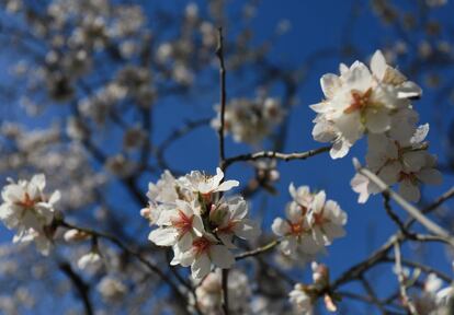 Los almendros comienzan a florecer entre febrero y marzo, dependiendo del clima, atrayendo tanto a madrileños como a turistas.