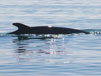 La balena, aquest dijous, prop del port de Barcelona.