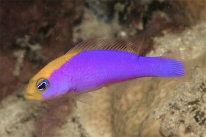 Pseudochromis, una de las 50 nuevas especies descubiertas de la zona marítima en PapÚa, Indonesia.