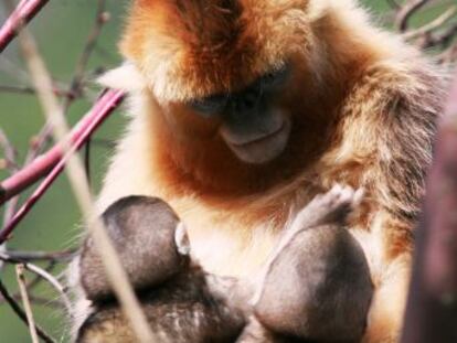 Por primera vez se ha observado la cooperación entre hembras de una especie china que soporta duros inviernos en las montañas