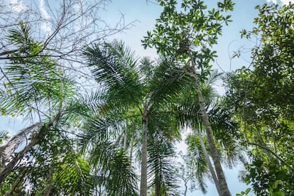 Árboles de bolakiro y palmeras de inchawi, dos especies endémicas de bosque seco.