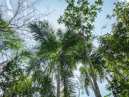 Árboles de bolakiro y palmeras de inchawi, dos especies endémicas de bosque seco.