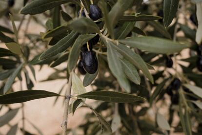 La variedad de las olivas que se recogen en esta zona es empeltre y manzanota. La primera es una de las más antiguas de la Península Ibérica y da como resultado un aceite de color muy amarillo. La segunda tiene una producción muy reducida porque, por sus características, un año los olivares generan mucho fruto y al siguiente, se reduce mucho. La recolección la realiza en noviembre y va directa a la almazara del pueblo.