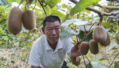 Zhou Zenping muestra con orgullo los kiwis que espera recolectar a finales de septiembre o principios de octubre, cuando el nivel de azúcar alcance el 12.