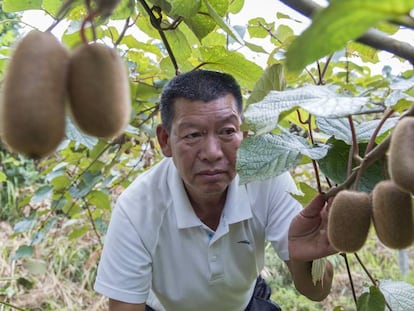 Zhou Zenping muestra con orgullo los kiwis que espera recolectar a finales de septiembre o principios de octubre, cuando el nivel de azúcar alcance el 12.