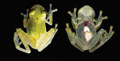 The newly discovered species of glassfrog is so transparent its heart can be seen beating.