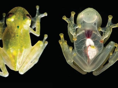 The newly discovered species of glassfrog is so transparent its heart can be seen beating.