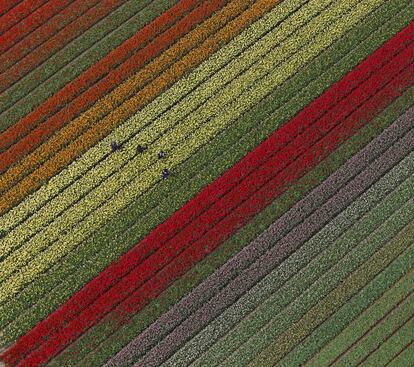 Personas trabajando en campos de tulipanes que rodean el jardín de primavera Keukenhof, en Lisse, Holanda.