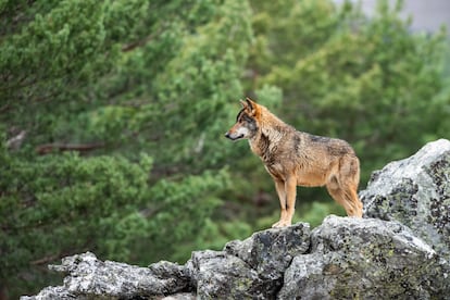 Un lobo cerca de Puebla de Sanabria, en Castilla y León.
