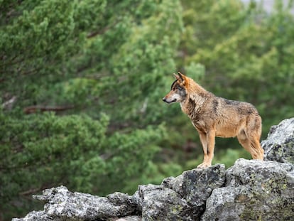 Un lobo cerca de Puebla de Sanabria, en Castilla y León.