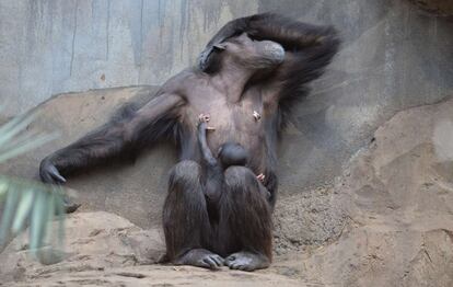 Un bebé chimpancé juega con su madre en el zoo de Osnabrueck, Alemania.