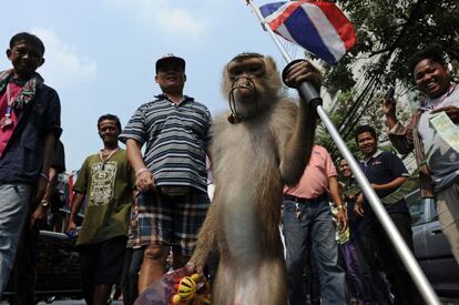 Un mono sostiene una bandera nacional y un billete de banco tailands, durante una marcha contra el gobierno en el centro de Bangkok. Los manifestantes contra el gobierno de Tailandia se comprometieron a seguir adelante con las protestas callejeras con objeto de expulsar el primer ministro Yingluck Shinawatra.