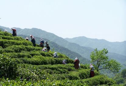 A cultura do chá tradicional em Hadong (Coreia do Sul) é uma simbiose. O sistema é resultado de 1.200 anos de adaptação pela comunidade local ao ambiente estéril e montanhoso da natureza do Monte Jiri e seus arredores. Os habitantes da área preservaram a tecnologia e cultura do chá, características desta região, sem danificar o ambiente natural que receberam de seus ancestrais. O povo Hwagae depende do chá, que cultivam em torno dos montes, em vez do arroz.