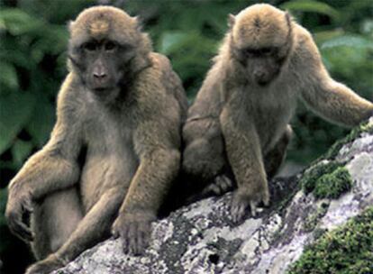 La especie de macaco 'Macaca Munzala'