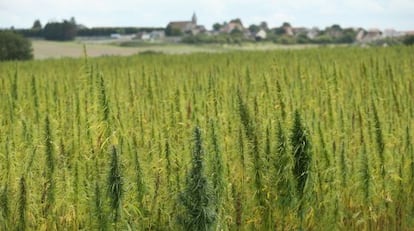 Campo de cannabis en Meaux, Francia.