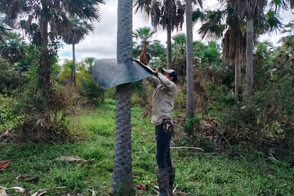 La base de las palmeras también está protegida para que los monos u otros animales no se suban.