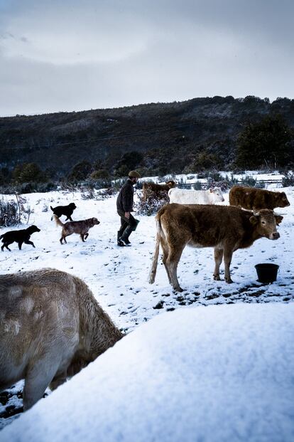 Fernando, en uno de sus prados entre perros y vacas. Cuando estábamos con él paseando entre los animales, nos señaló a una gran vaca a la que le faltaba la cola, amputada seguramente por el ataque de un 'Canis lupus signatus', o lobo ibérico.