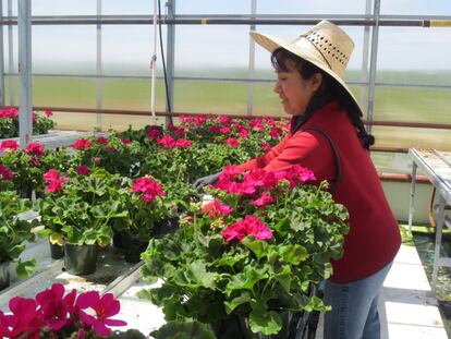 Cientos de mujeres mexicanas son contratadas cada año para trabajar en granjas de flores canadienses, durante temporadas promedio de ocho meses.