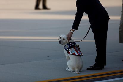 Sully, o cão de serviço do ex-presidente que emocionou o mundo ao acompanhar o velório em Houston ao lado do caixão, caminha na pista enquanto os militares transladam o caixão de Bush em Washington