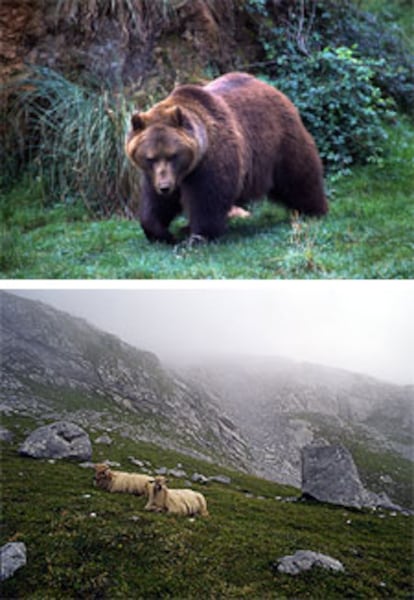 Somiedo y Laciana son un refugio para el oso pardo. Abajo, ovejas lachas en el parque nacional de los Picos de Europa.