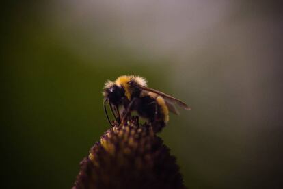 Una abeja posada sobre una flor.