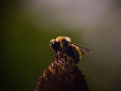 Una abeja posada sobre una flor.