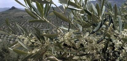 Más de 65 millones de olivos en la provincia de Jaén.