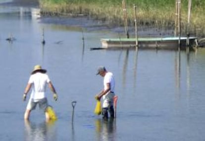 Pescadores recogen marisco en la zona de Fukushima donde la central nuclear de Daichi sufrió una fuga provocada por el terremoto y posterior tsunami . EFE/Archivo