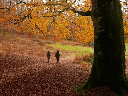 10 + 1 bosques españoles para el otoño que viene