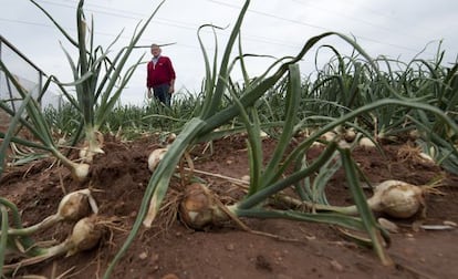 Farmer José Alapont from Silla, Valencia province, stands in his onion field which was ransacked by thieves the night before.