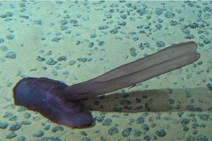 Ejemplar de fauna del fondo del mar: Pepino de mar (holoturia) fotografiado desde el <i>Nautile</i> a 5.000 metros de profundidad en el Pacífico.