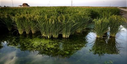 Cultivo de arroz em Sevilha, na Espanha.