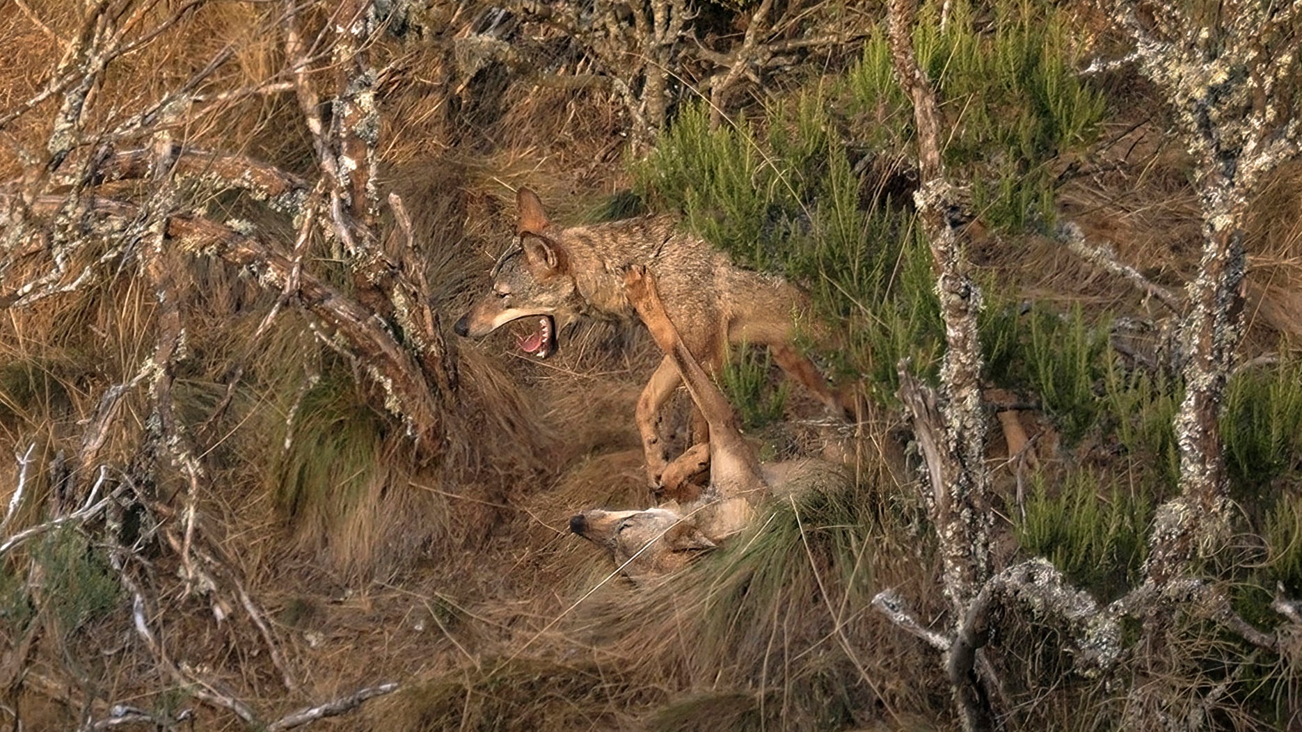 El fotógrafo que persigue los secretos del lobo